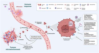 Amoeboid migration in health and disease: Immune responses versus cancer dissemination